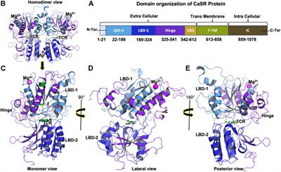 Molecular dynamics study of tropical calcific pancreatitis (TCP) associated calcium-sensing receptor single nucleotide variation